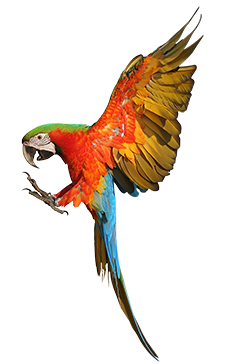 La richesse biologique des forêts tropicales 1