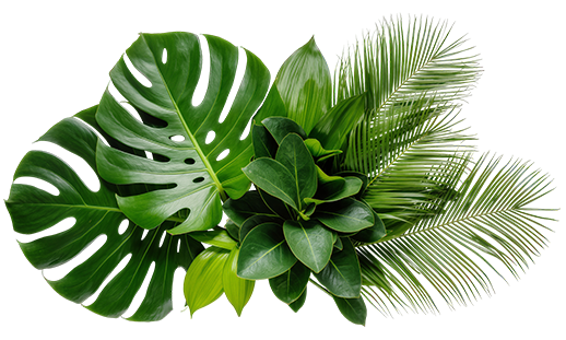 La richesse biologique des forêts tropicales 2