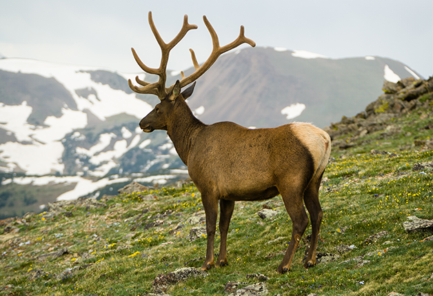 Le monde sauvage dans son habitat naturel